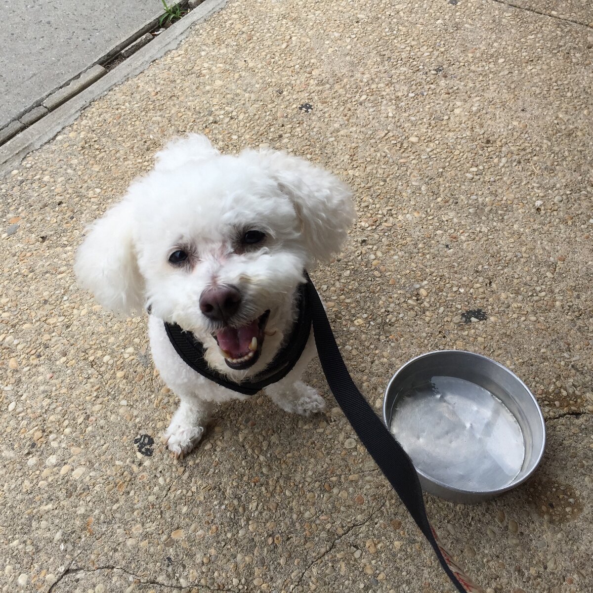 We had to say goodbye to Mookie this morning…. this little guy gave me 15 years and 1 week of unfettered joy.
